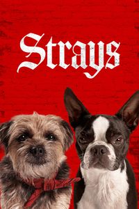 Download Strays (2023) Dual Audio {Hindi-English} BluRay 480p [480MB] || 720p [1GB] || 1080p [2.1GB]